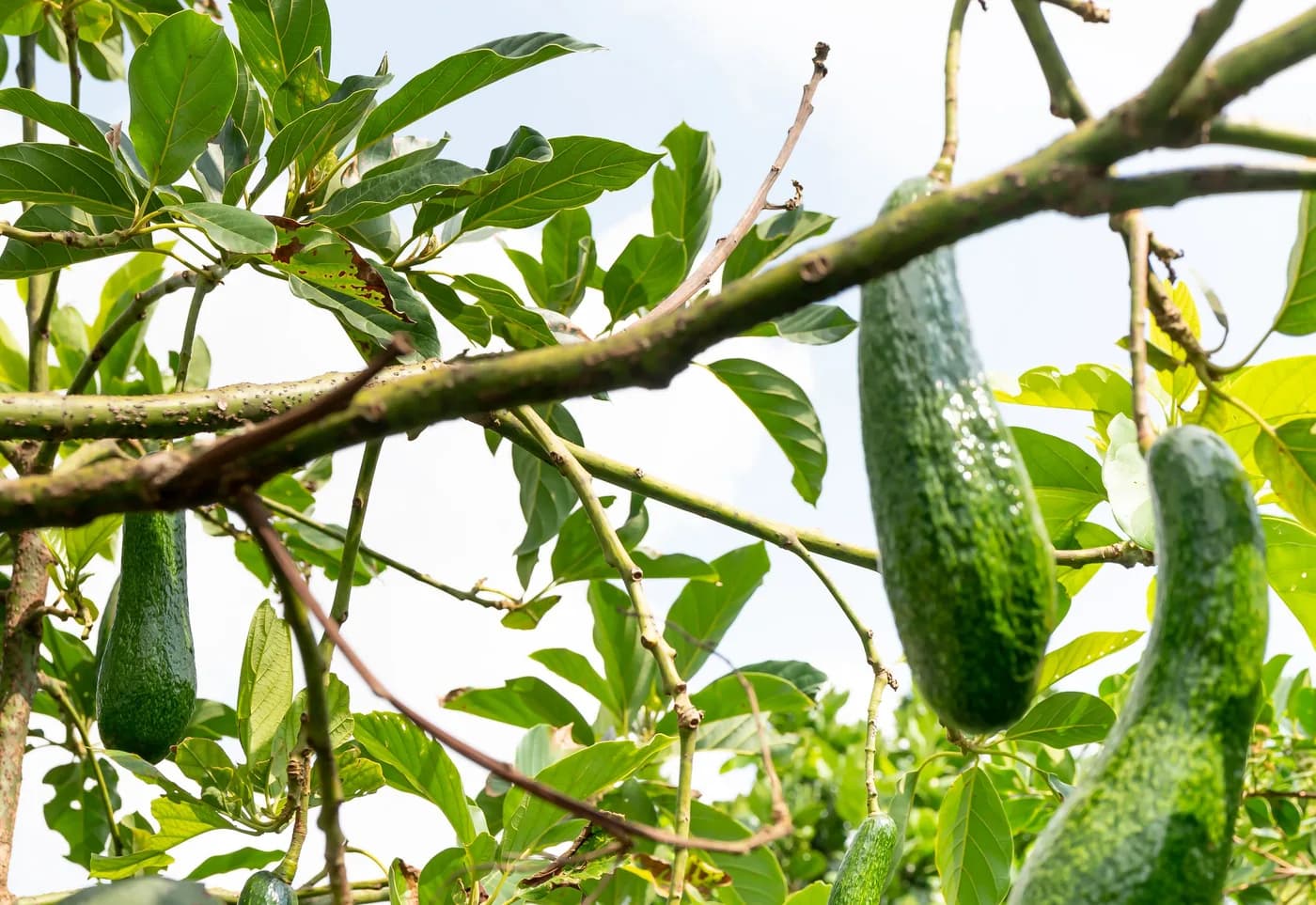 Avokado ağacı