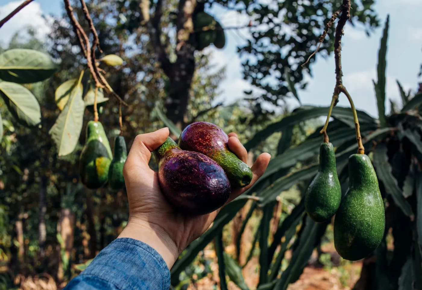 Yeni toplanmış avokado