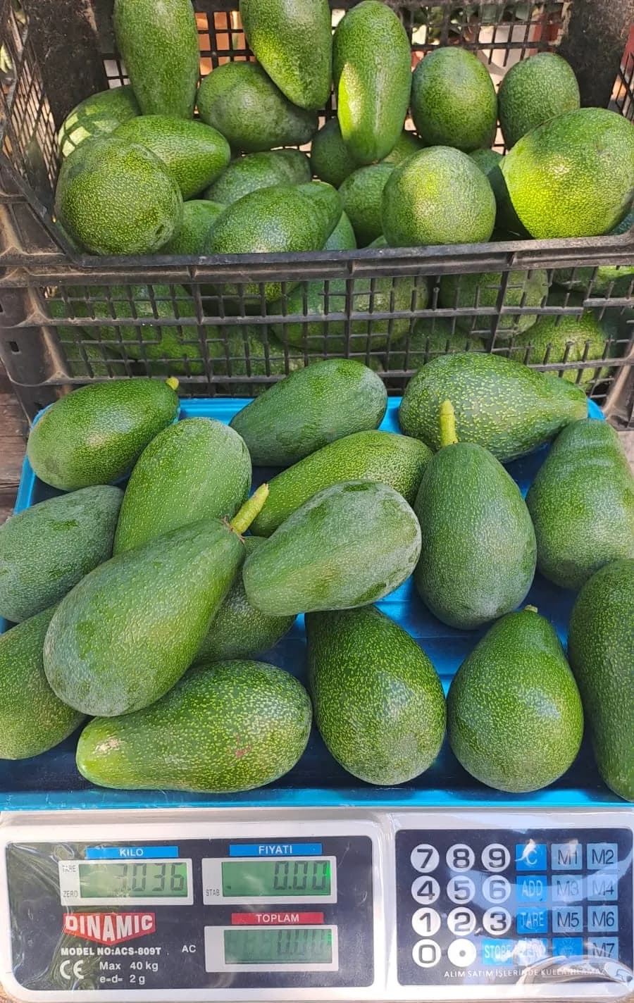 9 Kilo Avokado 160 gr altı
